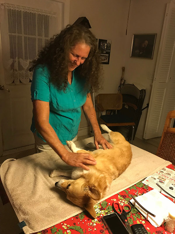 Canine Massage Therapy in Parkland, FL | Innate Animal Communication